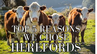 Top 5 Reasons We Chose Hereford Cattle for the Homestead [upl. by Ashbaugh971]