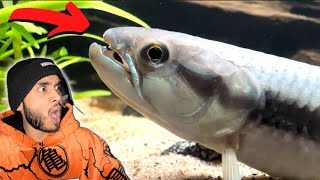 I Bought a Red Wolf Fish  He Ate EVERYTHING in the Tank [upl. by Adrien87]