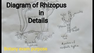 Rhizopus Diagram well labelled diagram of Rhizopus Fungi diagram [upl. by Eta]