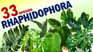 33 RHAPHIDOPHORA SPECIES  HERB STORIES [upl. by Natal]