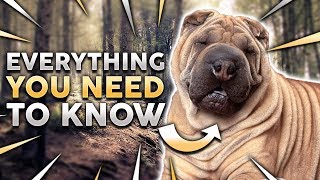 CHINESE SHAR PEI 101 Everything You Need To Know About Owning a Chinese Shar Pei Puppy [upl. by Aserehs958]