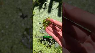 How to Maintain Duckweed Levels in a Wildlife Pond [upl. by Bascio]