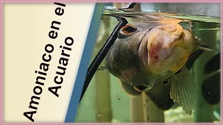 Niveles altos de Amoniaco en el Acuario Parte 1 [upl. by Lorac]