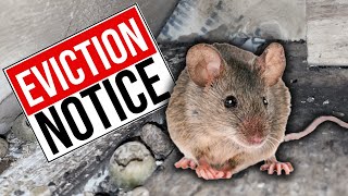 How to Get Rid of Mice  Find and Block Mouse Holes in Your House [upl. by Merilyn420]