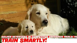 Golden Retrievers in Competitive Obedience Trials How to Prepare [upl. by Kurman303]