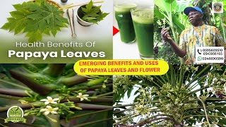 Emerging Benefits and Uses of Papaya Leaf and Flower [upl. by Eibloc318]