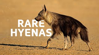 Rare Brown Hyenas The Underdogs Of Namibia  Hyena Documentary [upl. by Lamahj881]