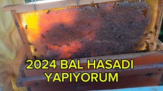 2024 YILININ BAL HASADINI YAPIYORUM arıcılık bee honey [upl. by Volkan]