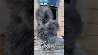 Juvenile Silkie Glowup [upl. by Yolane]