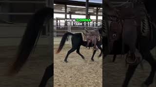 Training Challenges How We Communicate With A Horse [upl. by Leahcimnhoj844]