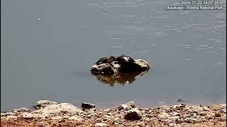 Two Terrapins sunbathing [upl. by Lew588]