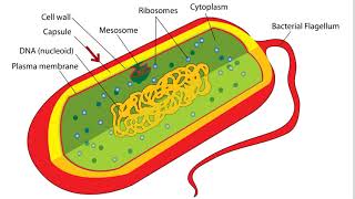 Microbiology lecture 4  bacteria size shape and arrangement [upl. by Lehet611]