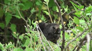 Géospize à bec moyen Geospiza fortis Medium Groundfinch [upl. by Ayahsal]