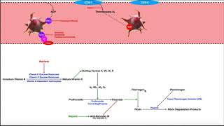 Pharmacology of the Clotting Coagulation Cascade [upl. by Afrika]