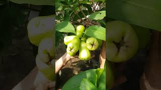 Buah Jambu Super Green [upl. by Dori707]