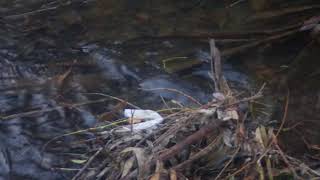 Schnabeltier  Platypus in Hobart Rivulet 18072018 66 [upl. by Braunstein]