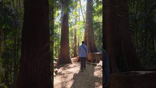 Peaceful rainforest walk Indonesian australia adventure nature couple [upl. by Atinus]