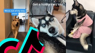 The Most Loudest Husky TikTok Compilation  Dogs Of TikTok [upl. by Balas899]