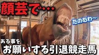 お願いの仕方が力技すぎる引退競走馬が面白すぎた件について。【ツルマルボーイ様のシモベ】 [upl. by Macdonell289]