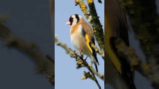 Stunning Goldfinch singing in the Spring sunshine  UK birds shorts [upl. by Anaujd]