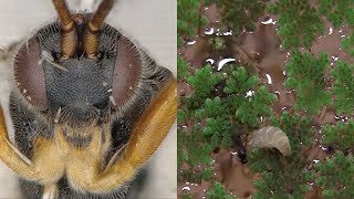 Microgaster godzilla parasitic wasp attacks caterpillar underwater [upl. by Isyed422]