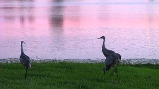 Sandhill Cranes Dancing At Sunset [upl. by Pearla]