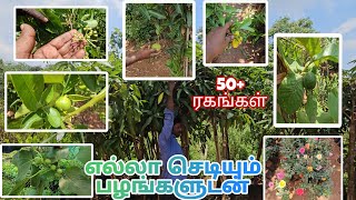 நம்ம நர்சரியில் அரிய வகை பழ செடிகள் பழங்களுடனே கிடைக்கும் அதுவும் உயரமான செடிகள் nurserygarden [upl. by Oicnerual]