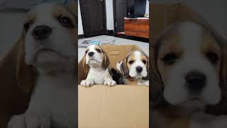 Beagle puppies crying 😭 Sounds [upl. by Annagroeg]