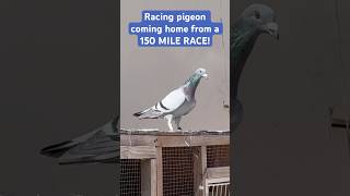 PIGEON RACE FOR 150 MILES Race bird coming HOME [upl. by Stannfield]