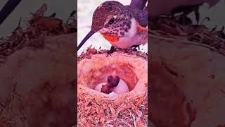 So Cute baby birds🙃🙃youtubeshorts shortvideo nature birdsshortswildlife [upl. by Atrahc735]