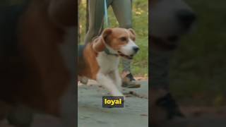 16American English Coonhound Dog shorts viral dogshorts [upl. by Maighdiln]