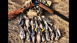 Dove Hunting Limit HANDLOADED 20ga shells [upl. by Rozina316]