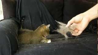 FAST Cat Hair Removal  by Hand Painless How to [upl. by Ynabe]