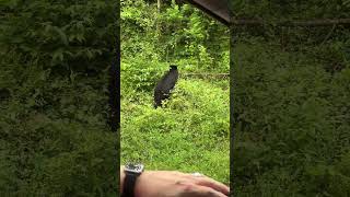 BLACK BEAR sighting Gatlinburg TN bears smokies vacation travel [upl. by Ellehciram]