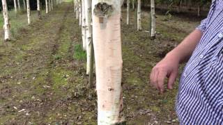 Betula Utilus Subspecies Jacquemontii  the Himalayan Birch  Irish Tree Centre Review [upl. by Hashimoto194]