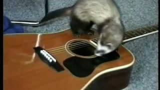 Lemme In  Ferret vs Guitar [upl. by Brad47]