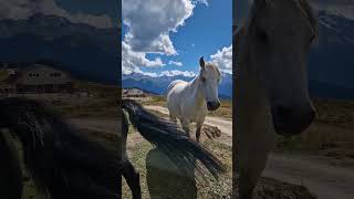 Hiking in Mestia Georgia 🇬🇪 georgia hiking mestia traveling backpacking travel [upl. by Barabbas]