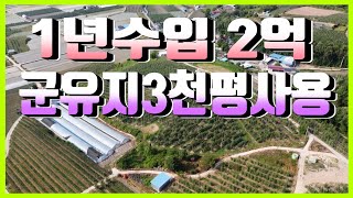 1890 경북 청송군 안덕면 복리 1년수입 2억군유지3천평사용 [upl. by Survance719]