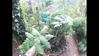 Tasmanian amp Australian tree ferns are different [upl. by Nomahs]