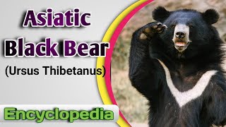 Asiatic Black Bear Ursus thibetanus  Video Encyclopedia [upl. by Charla]