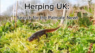 Herping UK Search for the Palmate Newt herping amphibians fieldherping [upl. by Graves]