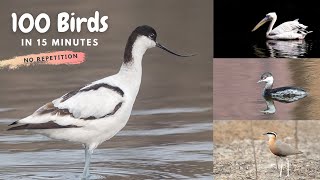 100 Birds of India in 15 Minutes  Part 1 No repeated bird [upl. by Gerdy611]