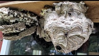 Hornets Attack in SlowMo  quotHornetsquot Nest Removal in Slow Motion  Yellow Jacket Nest Removal [upl. by Inirt]