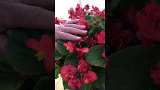 Gardening Tip  Double Begonia Flowers [upl. by Knowlton]