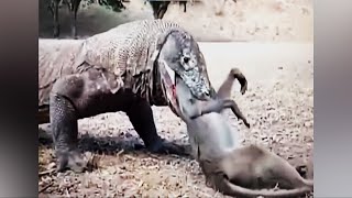 The Mystery action of Komodo to attack Monkey [upl. by Anailil]