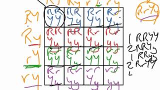 How to Create a Punnett Square [upl. by Saba]