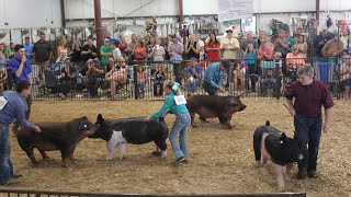 2023 Greene County Fair Market Hog Show Final Drive [upl. by Eisned]