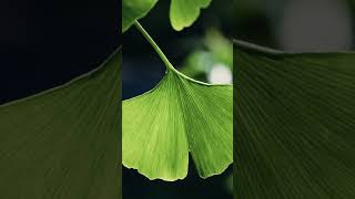 GINKGO BILOBA  Beneficios para la SALUD MENTAL [upl. by Lannie241]