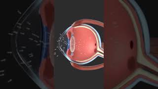 Eye anatomy and physiology animation 👁 shorts eyeballs humanbody [upl. by Nahshun983]