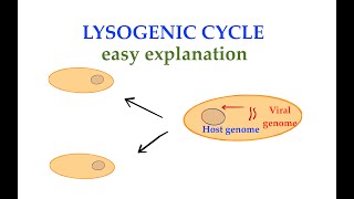 The Lysogenic cycle 3 [upl. by Margette]